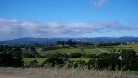 Windsor oaks zinfandel and cabernet vineyards october 2011